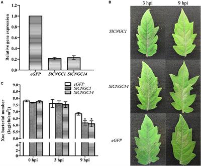 SlCNGC1 and SlCNGC14 Suppress Xanthomonas oryzae pv. oryzicola-Induced Hypersensitive Response and Non-host Resistance in Tomato